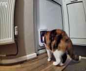 Funny ring camera footage shows how a mischievous cat has been bringing random pieces of rubbish through his cat flap and into his home.