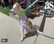 San Diego Padres welcome dozens of dogs at Petco Park from badi diego