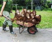 Funny Monkey pics! from cute nude boys 1 ru