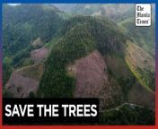 Deforestation in Indonesia spiked last year&#60;br/&#62;&#60;br/&#62;From trees felled in protected national parks to massive swaths of jungle razed for palm oil and paper plantations, Indonesia had a 27% uptick in primary forest loss in 2023 from the previous year, according to a World Resources Institute analysis of deforestation data. But the loss is still seen as historically low compared to the 2010s, it said.&#60;br/&#62;&#60;br/&#62;But others saw cause for concern in the uptick, and tied some of the more recent deforestation to the world&#39;s appetite for mining Indonesia&#39;s vast deposits of nickel, which is critical for the green energy transition.&#60;br/&#62;&#60;br/&#62;Photos by AP&#60;br/&#62;&#60;br/&#62;Subscribe to The Manila Times Channel - https://tmt.ph/YTSubscribe &#60;br/&#62;Visit our website at https://www.manilatimes.net &#60;br/&#62; &#60;br/&#62;Follow us: &#60;br/&#62;Facebook - https://tmt.ph/facebook &#60;br/&#62;Instagram - https://tmt.ph/instagram &#60;br/&#62;Twitter - https://tmt.ph/twitter &#60;br/&#62;DailyMotion - https://tmt.ph/dailymotion &#60;br/&#62; &#60;br/&#62;Subscribe to our Digital Edition - https://tmt.ph/digital &#60;br/&#62; &#60;br/&#62;Check out our Podcasts: &#60;br/&#62;Spotify - https://tmt.ph/spotify &#60;br/&#62;Apple Podcasts - https://tmt.ph/applepodcasts &#60;br/&#62;Amazon Music - https://tmt.ph/amazonmusic &#60;br/&#62;Deezer: https://tmt.ph/deezer &#60;br/&#62;Tune In: https://tmt.ph/tunein&#60;br/&#62; &#60;br/&#62;#themanilatimes&#60;br/&#62;#worldnews &#60;br/&#62;#deforestation&#60;br/&#62;#india&#60;br/&#62;