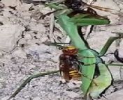 Hornet eating and cutting praying mantis into two from mantis