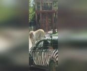 This is the astonishing moment a lazy tiger hitches a lift on a car bonnet around a safari park.The big cat scrambled onto the vehicle while tourists were being driven around the Yinji Animal Kingdom in Henan, China, on April 18.The white tiger was initially standing up, but as the car started to move, it seemed to be enjoying itself and eventually lay down while peering worryingly inside the car as if looking for a snack.It later climbed down without anybody being harmed.
