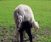 A cute video shows a baby alpaca recuperating after having treatment to straighten her “floppy ears”.