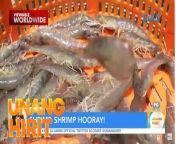 Bisitahin ang isang shrimp farm sa Zambales kung saan puwede mo ring ma-experience ang paghuli ng hipon! Panoorin ang video&#60;br/&#62;&#60;br/&#62;Hosted by the country’s top anchors and hosts, &#39;Unang Hirit&#39; is a weekday morning show that provides its viewers with a daily dose of news and practical feature stories.&#60;br/&#62;&#60;br/&#62;Watch it from Monday to Friday, 5:30 AM on GMA Network! Subscribe to youtube.com/gmapublicaffairs for our full episodes.&#60;br/&#62;