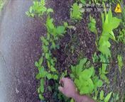 Police bodycam footage shows the moment officers hid in bushes and jumped out in front of scrambler bike riders to stop them riding through a green space.