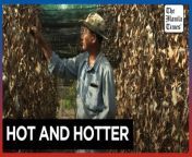 Heatwave hits Cambodia&#39;s famed Kampot pepper harvest&#60;br/&#62;&#60;br/&#62;The pungent durian has been farmed in Thailand for hundreds of years and is one of the kingdom&#39;s most lucrative exports. But a vicious heatwave engulfing Southeast Asia has resulted in smaller yields and spiraling costs, with growers and sellers increasingly panicked as global warming damages the industry.&#60;br/&#62;&#60;br/&#62;Video by AFP&#60;br/&#62;&#60;br/&#62;Subscribe to The Manila Times Channel - https://tmt.ph/YTSubscribe &#60;br/&#62; &#60;br/&#62;Visit our website at https://www.manilatimes.net &#60;br/&#62;&#60;br/&#62;Follow us: &#60;br/&#62;Facebook - https://tmt.ph/facebook &#60;br/&#62;Instagram - https://tmt.ph/instagram &#60;br/&#62;Twitter - https://tmt.ph/twitter &#60;br/&#62;DailyMotion - https://tmt.ph/dailymotion &#60;br/&#62; &#60;br/&#62;Subscribe to our Digital Edition - https://tmt.ph/digital &#60;br/&#62; &#60;br/&#62;Check out our Podcasts: &#60;br/&#62;Spotify - https://tmt.ph/spotify &#60;br/&#62;Apple Podcasts - https://tmt.ph/applepodcasts &#60;br/&#62;Amazon Music - https://tmt.ph/amazonmusic &#60;br/&#62;Deezer: https://tmt.ph/deezer &#60;br/&#62;Stitcher: https://tmt.ph/stitcher&#60;br/&#62;Tune In: https://tmt.ph/tunein&#60;br/&#62; &#60;br/&#62;#TheManilaTimes&#60;br/&#62;#tmtnews&#60;br/&#62;#cambodia&#60;br/&#62;#kampotpepper &#60;br/&#62;#heatwave