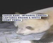 A super rare brown and white giant panda has been spotted in the wild. &#60;br/&#62;&#60;br/&#62;It was recorded at an altitude of around 1,500 meters and experts believe it was attracted by the shining camera at night.&#60;br/&#62;&#60;br/&#62;It’s the second time this type of giant panda has been filmed at the nature reserve and only the 11th time it has been found in the Qinling region.&#60;br/&#62;&#60;br/&#62;#panda #china #wildlife #rare #giantpanda #qinling