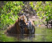 In the vast jungles of India, one mother&#39;s tail unfolds. &#60;br/&#62; &#60;br/&#62;Disneynature’s “Tiger” will launch on Disney+ this Earth Day, April 22, 2024—exactly 15 years after the label’s first release, “Earth.” Also revealed today, Priyanka Chopra Jonas will narrate the compelling story, which lifts the veil on our planet’s most revered and charismatic animal, inviting viewers to journey alongside Ambar, a young tigress raising her cubs in the fabled forests of India. “It’s just wonderful to be able to be a part of something so special and to tell the story of this magnificent animal that comes from my country—I was very honored,” Chopra Jonas said. “I have always loved tigers and I feel a kinship with the female tiger—I feel very protective of my family. Ambar’s journey is something I think every mom would really relate to.”&#60;br/&#62; &#60;br/&#62;In the film, the cubs—curious, rambunctious and at times a bit clumsy—have a lot to learn from their savvy mother who will do all she can to keep them safe from pythons, bears and marauding male tigers. Directed by Mark Linfield, co-directed by Vanessa Berlowitz and Rob Sullivan, and produced by Linfield, Berlowitz and Roy Conli, “Tiger” is the groundbreaking culmination of 1,500 days of filming. Combining fast-paced action with remarkably intimate moments, Disneynature’s all-new original feature film streams on Disney+ beginning on Earth Day, April 22, 2024.&#60;br/&#62; &#60;br/&#62; &#60;br/&#62;Facebook.com/Disneynature&#60;br/&#62;twitter.com/Disneynature&#60;br/&#62;http://instagram.com/disneynature