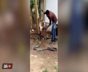 WATCH: King cobra lets man help him cool off from brazilian man wax