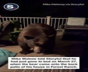 An inquisitive bear freshly out of hibernation was seen sniffing around a property in California recently, with the homeowner saying the animal was “after his dog’s food”.