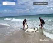 These beachgoers helped a hammerhead shark caught on a fishing line return safely to the ocean on the coast of Boynton Beach, Florida, on Feb. 14.