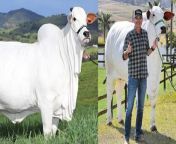 World’s Most Expensive Cow: Many Indian species of cows are very special, which are known all over the world. In such a situation, today we are going to tell you about the world&#39;s most expensive cow. You will be surprised to know that the most expensive cow in the world is not in India but in Brazil. Yes, this cow is so expensive that you can even buy a luxurious bungalow at this price. &#60;br/&#62; &#60;br/&#62;World’s Most Expensive Cow: गाय की कई भारतीय प्रजातियां बेहद खास हैं, जिन्हें दुनियाभर में जाना जाता है। ऐसे में आज हम आपको दुनिया की सबसे महंगी गाय (World’s Most Expensive Cow) के बारे में बताने जा रहे हैं। आपको जानकर हैरानी होगी कि दुनिया की सबसे महंगी गाय भारत में नहीं, बल्कि ब्राजील में है। जी हां, ये गाय इतनी महंगी है कि इतनी कीमत में आप एक आलिशान बंगला भी खरीद सकते हैं।&#60;br/&#62; &#60;br/&#62;#WorldMostExpensiveCow #NeloreBreedCow&#60;br/&#62;~PR.115~ED.118~HT.95~