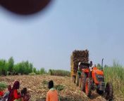 Load sugarcane tractor pulling video | how to pull out load sugarcane tractor from tv in loads eva green sex sceen for free