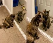 &#39;The world would&#39;ve been a boring place if cats weren&#39;t curious.&#60;br/&#62;&#60;br/&#62;In this humorous video, Melissa St. Hilaire records her pet cat, LuLuMomo trying to interact with her reflection in the mirror. &#60;br/&#62;&#60;br/&#62;&#92;