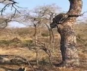 Leopard Thinks Twice About Jumping On Hyena.