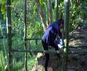 Build a Bamboo Bathhouse, Watering Vegetables in the Morning Free Bushcraft, Ep97&#60;br/&#62;Build a Bamboo Bathhouse, Watering Vegetables in the Morning Free Bushcraft, Ep97&#60;br/&#62;Build a Bamboo Bathhouse, Watering Vegetables in the Morning Free Bushcraft, Ep97