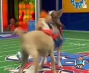 Puppy Bowl XX &#39;Rufferee&#39; Dan Schachner Stops By Us Weekly Studio with Adorable Adoptable Dogs