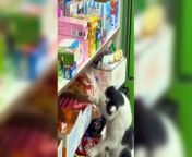 Funny Animal Videos #7 &#124; Cute Animal Videos &#124; Funny Animal&#39;s competition&#60;br/&#62;&#60;br/&#62;Channel Content&#39;s Related to Funny Animal&#39;s upload for make your mood better and some here for cute animal&#39;s For only my daily viewers. &#60;br/&#62;Just follow us to make - yourself stress relief and tension free 100% Guaranteed. &#60;br/&#62;&#60;br/&#62;&#60;br/&#62;!! Thanks For Watching!! &#60;br/&#62;&#60;br/&#62;Keywords:&#60;br/&#62;1. Funny dogs&#60;br/&#62;2. Funny cats&#60;br/&#62;3. Cute pets&#60;br/&#62;4. Hilarious animal antics&#60;br/&#62;5. Pet humor&#60;br/&#62;6. Dog and cat comedy&#60;br/&#62;7. Animal bloopers&#60;br/&#62;8. Pet shenanigans&#60;br/&#62;9. Furry friends comedy&#60;br/&#62;10. Pet mischief&#60;br/&#62;&#60;br/&#62;Hashtags:&#60;br/&#62;1. #FunnyDogs&#60;br/&#62;2. #FunnyCats&#60;br/&#62;3. #PetHumor&#60;br/&#62;4. #CutePets&#60;br/&#62;5. #DogComedy&#60;br/&#62;6. #CatComedy&#60;br/&#62;7. #PetAntics&#60;br/&#62;8. #AnimalBloopers&#60;br/&#62;9. #PetShenanigans&#60;br/&#62;10. #FurryFriends