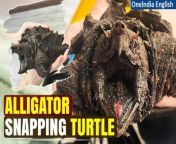 In a shocking find, a &#39;dangerous&#39; turtle capable of biting through bone was discovered in Cumbria. This alligator snapping turtle, native to Florida, was rescued by local councilor Denise Chamberlain after multiple sightings. Learn more about this startling discovery and the efforts to ensure the safety of both the turtle and the community. &#60;br/&#62; &#60;br/&#62;#Alligator #Turtle #AlligatorSnappingTurtle #Cumbria #AnimalDiscovery #AnimalMysteries #MysteriousAnimal #Oneindia&#60;br/&#62;~HT.178~PR.274~ED.194~GR.125~