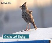 In this video, you will hear the melodic singing of crested larks in the open fields. The crested lark (Galerida cristata) is a species of lark widespread across Eurasia and northern Africa. It is a non-migratory bird, but can occasionally be found as a vagrant in Great Britain. The crested lark is a songbird with a liquid, a warbling song described onomatopoeically as a whee-whee-wheeoo or a twee-tee-too. It sings in flight from high in the sky, at roughly 30 to 60 m (98 to 197 ft) above the ground. The related Eurasian skylark exhibits similar behavior but also sings during its ascent, whereas the crested lark sings either at altitude or on the ground. Their flight pattern is an example of undulatory locomotion.&#60;br/&#62;&#60;br/&#62;#birds #crestedlarksinging #crestedlark #birdwatching #birding #birdslovers #allbirds #birdsounds #birdsongs