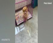 ➡1% CHANCE that these PUPPY Won&#39;t MAKE YOU LAUGH!&#60;br/&#62;&#60;br/&#62;Get ready to have your funny bone tickled with this fantastic compilation of cats and dogs&#39; funny videos! To become a regular subscriber, please click the subscribe button and ring the bell to ensure that you don&#39;t miss anything from your favorite &#92;