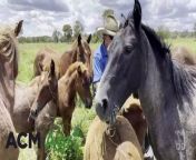 Paul Johnston and Moreen Levin with two foals born from mares rehomed from Kosciuszko National Park at their property in Thangool, where they run Clearview Brumby Rescue. Video by Ellouise Bailey.