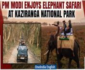 Prime Minister Narendra Modi visited Assam’s Kaziranga National Park and Tiger Reserve on Saturday morning and took the elephant and jeep safari, during his maiden visit to the UNESCO World Heritage site. Mr. Modi, on his maiden visit to the UNESCO World Heritage Site, first took the elephant safari in the Mihimukh area of the Central Kohora Range of the park followed by the jeep safari inside the same range. &#60;br/&#62; &#60;br/&#62;#PMModi #KazirangaNationalPark #Assam #ElephantSafari #Wildlife #Conservation #Nature #VisitAssam #ExploreIndia #Tourism #WildlifePhotography #Adventure #NatureLovers #Biodiversity #Safari #Travel #AssamTourism #Kaziranga #IncredibleIndia #PMModiInAssam&#60;br/&#62;~PR.152~ED.101~