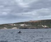 Rare orca pod filmed swimming close to California shoresSource: Channel Islands National Park