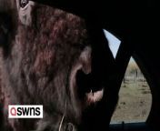 A group of friends freaked out after a buffalo got too close for comfort at a safari park.&#60;br/&#62;&#60;br/&#62;The group, international students from China, were spending the day at Alabama Safari Park in Hope Hull, USA, when the incident happened. &#60;br/&#62;&#60;br/&#62;A videos shows the visitors feeding treats to a deer when a buffalo appeared out of nowhere.&#60;br/&#62;&#60;br/&#62;The animal poked its huge head through the car window - sending the friends screaming in fear.&#60;br/&#62;&#60;br/&#62;The video was filmed on March 27, 2023.