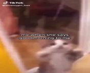 Fuwa Fuwa Comedy Funny Videos Hysterically Funny Silly Cats Video Image I Can Relate Haha Facts