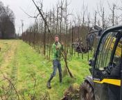British farmers will plant a million less apple trees this year as the industry is ravaged by inflation, labour shortages, climate change and cheap supermarket prices.&#60;br/&#62;&#60;br/&#62;Landowners across the country are digging up their orchards as apple production becomes financially unviable.&#60;br/&#62;&#60;br/&#62;According to British Apples and Pears Limited (BAPL), British apple growers normally plan to plant 1 million to 1.5 million trees every year. &#60;br/&#62;&#60;br/&#62;But this year growers ordered just 500,000 saplings - and they have since cancelled a third of those.&#60;br/&#62;&#60;br/&#62;Last year a report by the agricultural and sustainability consultancy Promar for the NFU found that inflation for growers was running at around 23 per cent. &#60;br/&#62;&#60;br/&#62;But they only received on average a 0.8 per cent increase in their returns from selling apples to supermarkets.&#60;br/&#62;&#60;br/&#62;The BAPL has now published data highlighting the continued struggles for the top UK fruit growers - the biggest data set ever released at one time by the industry.&#60;br/&#62;&#60;br/&#62;It reported that confidence in British apple growing is understandably low - with 70 per cent of growers admitting they are less confident than they were a year ago and almost half (45 per cent) of respondents said they have scaled back their future investment plans.&#60;br/&#62;&#60;br/&#62;Just three per cent said they have a ‘true partnership’ with supermarkets, while 45 per cent say retailers only care about price.&#60;br/&#62;&#60;br/&#62;The immediate impacts of orchards not being replanted is the loss of British-grown varieties, as well as biodiversity loss.&#60;br/&#62;&#60;br/&#62;But long-term implications means a decrease in British apples in supermarkets for shoppers - at a time when buying local is being encouraged.&#60;br/&#62;&#60;br/&#62;There are many factors as to why this is happening - but simply put, growers are unable to afford to invest in new orchards because they are getting such low returns for their fruit - they are no longer profitable.&#60;br/&#62;&#60;br/&#62;James Smith, a fifth-generation fruit grower who runs Loddington Farm in Kent, has ripped up three orchards because apple production is no longer financially viable.&#60;br/&#62;&#60;br/&#62;He has been in the business for over 20 years, but says growers cannot afford to invest in new orchards because they have such low returns on their fruit. &#60;br/&#62;&#60;br/&#62;When he joined the farm 98 per cent of their income was from apples and pears.&#60;br/&#62;&#60;br/&#62;But Loddington Farm&#39;s commercial apple production has dropped from 80 per cent to 4 per cent since 2018.&#60;br/&#62;&#60;br/&#62;His remaining orchards are currently being converted to organic production but there has been no new planting since 2018.&#60;br/&#62;&#60;br/&#62;James says climate change, labour shortages, energy prices and retailer behaviour all play an equal role in the farm&#39;s decision to step away from apple production.&#60;br/&#62;&#60;br/&#62;He said: &#92;