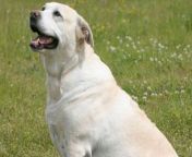 A genetic mutation makes Labradors permanently hungry while burning fewer calories.