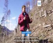 In Austria&#39;s Alps, drones are being used in a pilot project to protect areas of the forest vulnerable to deforestation.