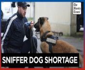 Sniffer dogs are sought-after ahead of the Paris Olympics&#60;br/&#62;&#60;br/&#62;The new explosive detection dog exam&#39;s failures raised concerns about a shortage for the Paris Olympics, but the training center assures there will be sufficient sniffer dogs this summer, with most failures attributed to handlers rather than the dogs themselves, according to an instructor at the French police force&#39;s training center.&#60;br/&#62;&#60;br/&#62;Video by AFP &#60;br/&#62;&#60;br/&#62;Subscribe to The Manila Times Channel - https://tmt.ph/YTSubscribe &#60;br/&#62;Visit our website at https://www.manilatimes.net &#60;br/&#62; &#60;br/&#62;Follow us: &#60;br/&#62;Facebook - https://tmt.ph/facebook &#60;br/&#62;Instagram - https://tmt.ph/instagram &#60;br/&#62;Twitter - https://tmt.ph/twitter &#60;br/&#62;DailyMotion - https://tmt.ph/dailymotion &#60;br/&#62; &#60;br/&#62;Subscribe to our Digital Edition - https://tmt.ph/digital &#60;br/&#62; &#60;br/&#62;Check out our Podcasts: &#60;br/&#62;Spotify - https://tmt.ph/spotify &#60;br/&#62;Apple Podcasts - https://tmt.ph/applepodcasts &#60;br/&#62;Amazon Music - https://tmt.ph/amazonmusic &#60;br/&#62;Deezer: https://tmt.ph/deezer &#60;br/&#62;Tune In: https://tmt.ph/tunein&#60;br/&#62; &#60;br/&#62;#TheManilaTimes &#60;br/&#62;#worldnews &#60;br/&#62;#olympics &#60;br/&#62;#dogs