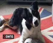 Meet “Britain’s smartest dog” - a border collie who knows the names of all 231 of his toys. &#60;br/&#62;&#60;br/&#62;Martin Morris, 48, has been teaching seven-year-old Max the names of his toys since he was 12 weeks old. &#60;br/&#62;&#60;br/&#62;Along with his wife, hospital cleaner Helen, 49, Martin has spent £1,115 on toys for Max - and now claims he can recognise every single one. &#60;br/&#62;&#60;br/&#62;They shout the name of a toy - such as &#39;Hector the hedgehog&#39; - from another room, and Max can root through seven bags of toys to find the correct one.&#60;br/&#62;&#60;br/&#62;Martin, a taxi driver from Shrewsbury, Shropshire, said: “Max is a very talented boy - we think he should be famous.&#60;br/&#62;&#60;br/&#62;“We’ve got seven wash baskets, overflowing with toys. We’re at 231 now, and he knows every one of their names.&#60;br/&#62;&#60;br/&#62;“You can test him all you like - even with toys that haven’t seen the light of day in a while. He’ll still recognise it.”&#60;br/&#62;&#60;br/&#62;Martin and Helen adopted Max - born from two working sheepdogs - from a farm in Manchester.&#60;br/&#62;&#60;br/&#62;The “name game” has become a nightly ritual ever since - and the couple insist it keeps the pup sharp. &#60;br/&#62;&#60;br/&#62;Martin said: “It’s taken us seven years to get to this stage - we read about the US collie called Chaser, who knows the names of 1,022 toys. &#60;br/&#62;&#60;br/&#62;“But I don’t think any dog in the UK has managed to surpass 231 - making our boy the smartest. &#60;br/&#62;&#60;br/&#62;“We’d buy Max a toy pretty much every week - Hector the Hedgehog, Sophia the Squirrel and Deeno the Dino, to name a few.&#60;br/&#62;&#60;br/&#62;“And every night, before we go to bed, we play the name game.”&#60;br/&#62;&#60;br/&#62;The “name game” involves Martin and Helen calling to Max from their bedroom, after lining a selection of his toys up on the floor.&#60;br/&#62;&#60;br/&#62;They shout a name to him, and he has to run and identify the toy. &#60;br/&#62;&#60;br/&#62;Martin says the hound has always been able to do this without treats, or any other incentive. &#60;br/&#62;&#60;br/&#62;“We’ll go, ‘where’s…’ in an exaggerated voice - and then say the name of the toy. &#60;br/&#62;&#60;br/&#62;“And off he’ll pop, looking for toys on the floor.&#60;br/&#62;&#60;br/&#62;“He’ll smile at us afterwards, with this big smile that looks like a human’s.”&#60;br/&#62;&#60;br/&#62;The couple have no plans to stop testing Max any time soon - and still buy a new toy for him every week. . &#60;br/&#62;&#60;br/&#62;Martin added. “His favorite is Leo the Lion - he’s the first one we ever bought for him, and he still remembers him.”