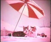 1960s Purina Cat Chow TV commercial, with Marvin Kaplan doing the voice of the cat. Marvin was the voice of Choo-Choo the cat on the animated TV show &#92;