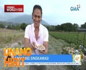 March is Singkamas season! Kaya naman pumunta si Chef JR sa isang 500 sqm na singkamas farm sa Arayat, Pampanga! Panoorin ang video.&#60;br/&#62;&#60;br/&#62;Hosted by the country’s top anchors and hosts, &#39;Unang Hirit&#39; is a weekday morning show that provides its viewers with a daily dose of news and practical feature stories.&#60;br/&#62;&#60;br/&#62;Watch it from Monday to Friday, 5:30 AM on GMA Network! Subscribe to youtube.com/gmapublicaffairs for our full episodes.&#60;br/&#62;