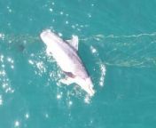 A large dolphin killed by a shark net off Thirroul Beach, March 12, 2024. Thirroul man Peter Armstrong took this video by drone aircraft.