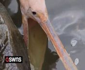 A video shows a pelican using an ingenious hunting technique to catch fish.&#60;br/&#62;&#60;br/&#62;The video, filmed in Sichuan, China, shows the huge bird poised still on a rock with its beak spread wide open in the water, waiting for its prey to swim into its mouth.&#60;br/&#62;&#60;br/&#62;It only takes a few seconds before a fish swims directly swims into the pelican&#39;s mouth. &#60;br/&#62;&#60;br/&#62;Satisfied with its catch, the pelican tips its head back and swallows the fish whole.&#60;br/&#62;&#60;br/&#62;The video was filmed on February 16.