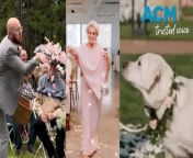 Social media is buzzing with quirky alternatives to traditional wedding flower girls. The viral videos are of nans, men, and even dogs spreading petals and joy down the aisle.