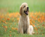 Does Your Dog , Have Feelings?.&#60;br/&#62;Dog owners may tell you that their &#60;br/&#62;canines can be quite expressive.&#60;br/&#62;But do they have emotions?.&#60;br/&#62;In short, the answer is yes. &#60;br/&#62;Dogs experience emotions similarly to people.&#60;br/&#62;Scientists generally acknowledge that dogs do have the ability to feel &#60;br/&#62;the same emotions we do.&#60;br/&#62;The limbic system in the brain of a dog has a lot in common with that of humans.&#60;br/&#62;The limbic system in the brain of a dog has a lot in common with that of humans.&#60;br/&#62;They experience the same gamut of emotions... the emotional part of the brain is exactly the same. , Dr. Stefanie Schwartz, veterinary behavior specialist, via The Dodo.&#60;br/&#62;Some researchers say that emotions &#60;br/&#62;such as guilt, shame or pride may &#60;br/&#62;be too complex for dogs.&#60;br/&#62;But studies show that dogs can have &#60;br/&#62;high levels of the hormone oxytocin &#60;br/&#62;when experiencing love from their owners.&#60;br/&#62;But studies show that dogs can have &#60;br/&#62;high levels of the hormone oxytocin &#60;br/&#62;when experiencing love from their owners.&#60;br/&#62;Oxytocin can also be found in infants &#60;br/&#62;being coddled by their mothers