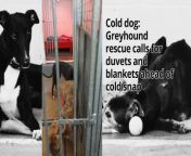 Cold dog: Greyhound rescue calls for duvets and blankets ahead of cold snap from porm snap