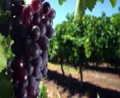 Australian Trade Minister, Don Farrell expects South Australian wines to be sold tariff-free into China by the end of the month following conversations with the Chinese government.