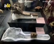 The discovery of a skull belonging to the largest dolphin to ever swim the waters of the Amazon has been discovered by a team of international paleontologists and announced on Wednesday, March 20th, by Peru’s Universidad Nacional Mayor de San Marcos. Yair Ben-Dor has more.