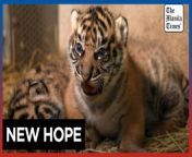 Check-up day for two rare Sumatran tiger cubs born in a French zoo&#60;br/&#62;&#60;br/&#62;Zookeepers weigh and microchip two Sumatran tigers who were born in late March at a zoo in France&#39;s Amiens, a rare event for the most endangered of all tiger species. &#60;br/&#62;&#60;br/&#62;Video by AFP&#60;br/&#62;&#60;br/&#62;Subscribe to The Manila Times Channel - https://tmt.ph/YTSubscribe &#60;br/&#62;Visit our website at https://www.manilatimes.net &#60;br/&#62; &#60;br/&#62;Follow us: &#60;br/&#62;Facebook - https://tmt.ph/facebook &#60;br/&#62;Instagram - https://tmt.ph/instagram &#60;br/&#62;Twitter - https://tmt.ph/twitter &#60;br/&#62;DailyMotion - https://tmt.ph/dailymotion &#60;br/&#62; &#60;br/&#62;Subscribe to our Digital Edition - https://tmt.ph/digital &#60;br/&#62; &#60;br/&#62;Check out our Podcasts: &#60;br/&#62;Spotify - https://tmt.ph/spotify &#60;br/&#62;Apple Podcasts - https://tmt.ph/applepodcasts &#60;br/&#62;Amazon Music - https://tmt.ph/amazonmusic &#60;br/&#62;Deezer: https://tmt.ph/deezer &#60;br/&#62;Tune In: https://tmt.ph/tunein&#60;br/&#62; &#60;br/&#62;#themanilatimes&#60;br/&#62;#worldnews &#60;br/&#62;#animals&#60;br/&#62;#tiger