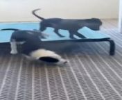 These two puppies were playing with each other, jumping on and off a small dog bed. One of the puppies couldn&#39;t jump on or off the bed and fell off during its numerous attempts.