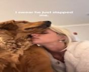 This woman showered love on her dog while petting them, and the dog&#39;s reaction was priceless. When she leaned forward for a kiss, the dog licked her face first and then unexpectedly slapped her with their paw.&#60;br/&#62;&#60;br/&#62;?The underlying music rights are not available for license. For use of the video with the track(s) contained therein, please contact the music publisher(s) or relevant rightsholder(s).?