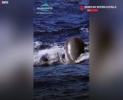 Incredible rare footage shows a pod of orcas and sperm whales in a fraught battle. &#60;br/&#62;&#60;br/&#62;The large pod of orcas can be seen laying siege to a maternal pod of sperm whales, possibly to steal prey. &#60;br/&#62;&#60;br/&#62;A whale-watching vessel filmed the extremely rare event on March 24 in the Bremer Canyon, 70km off the coast from Bremer Bay, Western Australia, Australia. &#60;br/&#62;