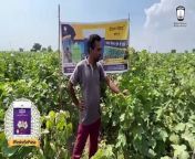 Shriram Sprayit Cotton impresses farmer Kalu Ram Ji with its exceptional quality, abundant yield, and outstanding productivity in Sirsa, Haryana. Its superior traits have significantly pleased him, reflecting the effectiveness of this cotton variety in enhancing crop outcomes.https://www.youtube.com/watch?v=0DzGVdtP79w