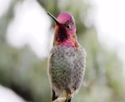 Video shows an Anna&#39;s hummingbird&#39;s sequins-like feathers change colour as it moves its head.&#60;br/&#62;&#60;br/&#62;The photographer managed to capture the footage in Zhejiang, China, on April 4.&#60;br/&#62;&#60;br/&#62;As the bird&#39;s head moves from side to side, its face and throat change from dark brown to fluorescent pink and orange.